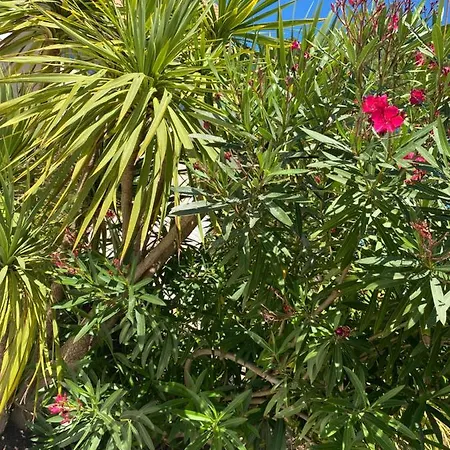 Les Vagues Restaurant Biscarrosse-Plage