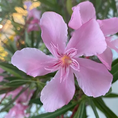 Les Vagues Restaurant