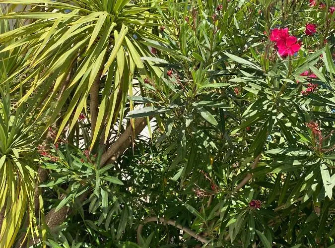 Les Vagues Restaurant بيسكاروس-بلاج