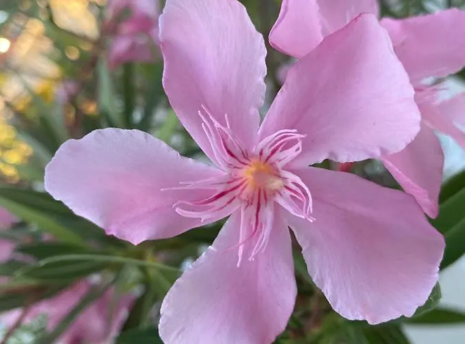 Les Vagues Restaurant