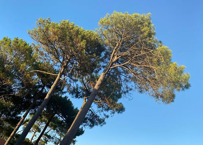 Les Vagues Restaurant Hotel Biscarrosse-Plage